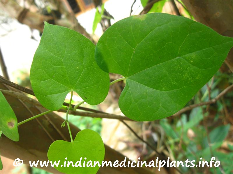 Tinospora cordifolia-1 (9).JPG